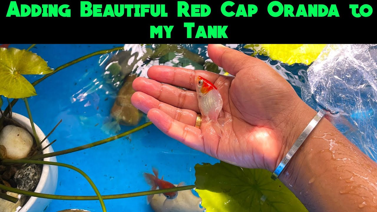 Adding Beautiful Red Cap Oranda to my Tank | Red Oranda | Fish Tank ...