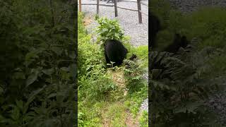 Black Bear Mom with Two Cubs Walks by our Cabin in Tennessee #blackbear #smokymountains #wildlife