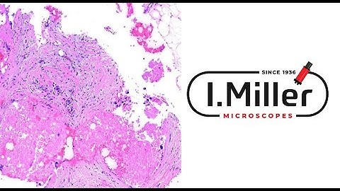 Motic EasyScan DSServer