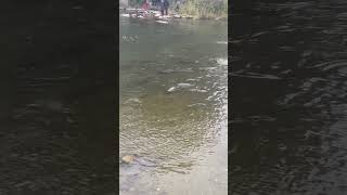 Canada 🇨🇦 salmons are coming back home. #salmon #wildlife #fishing #canada #toronto