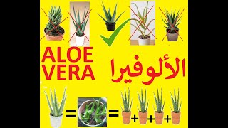 Aloe Vera كيف تميز الألوفيرا الحقيقية