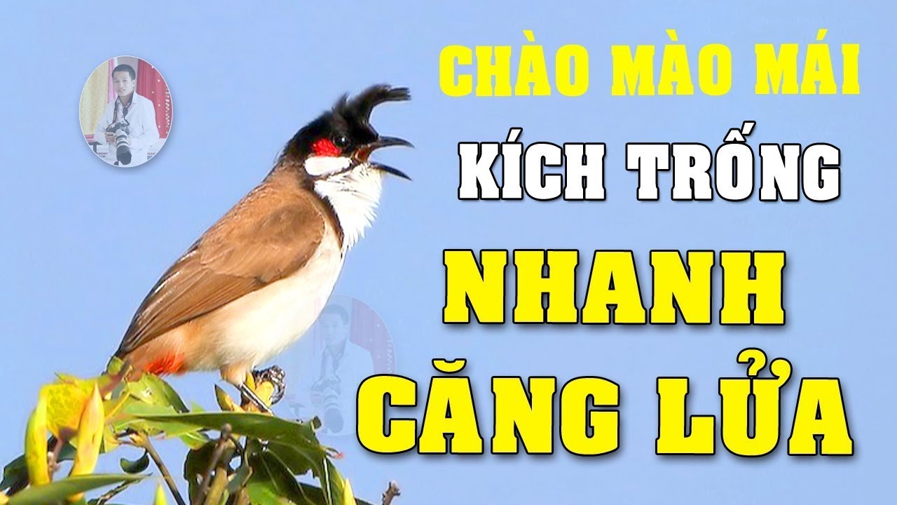 Chào mào mái hót kích trống