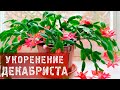 Укоренение декабриста в картошке