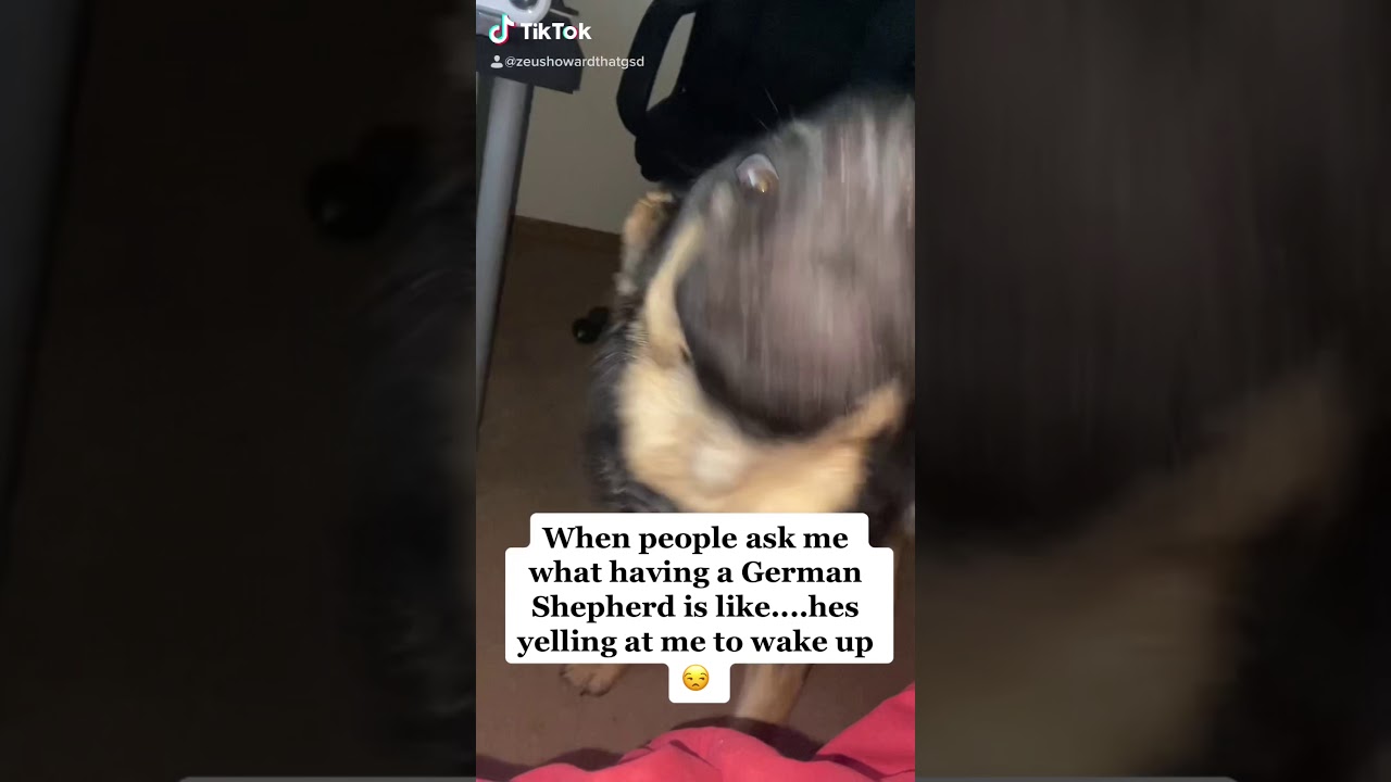 German Shepherd yells at owner to wake up