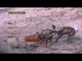 Go on the hunt with the African wild dog - #safariLIVE
