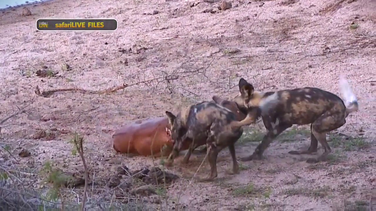 african wild dog being hunted