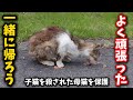 子猫6匹を殺され自らも怪我を負い衰弱した母猫を保護しました