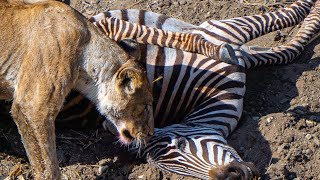 Lioness eating a zebra Liver.