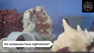 Do octopuses have nightmares? by The Rockefeller University 326 views 10 months ago 2 minutes, 6 seconds