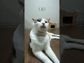 猫あるあるソング「猫のために働く俺たちへ」