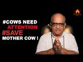 Aryyavart appeal cows need attention save mother cow 