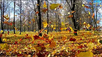 Les feuilles jaunes (Листья жёлтые) VOSTFR Les feuilles jaunes (Листья жёлтые) VOSTFR