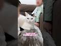 なぜか3歳児に応援される猫