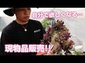 【多肉植物】今回も魅力的な商品いっぱい!!現物品販売のご紹介!!【succulent】トロピカルガーデン