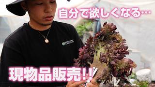 Succulents】Lots of attractive items this time too!! Introducing