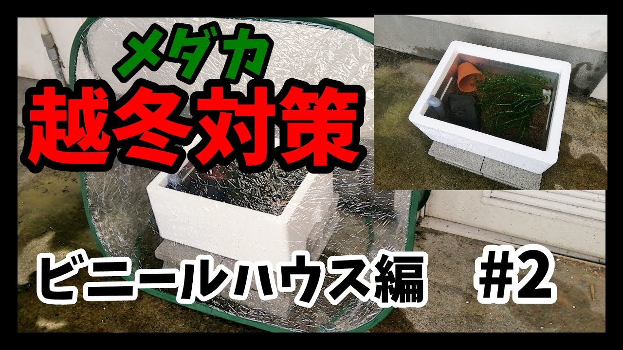 メダカ越冬対策 2 簡易ビニールハウスで寒さ対策 これで越冬は完璧 Japanese Medaka Youtube