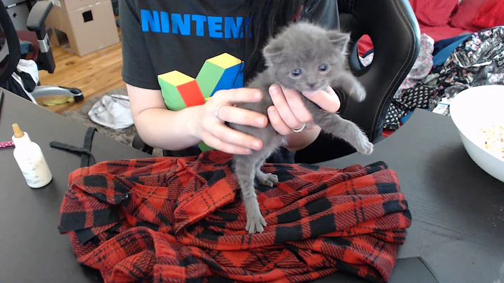 How to bottle feed / pee and poop a foster kitten!