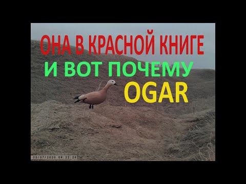 ОГАРЬ.Самая ОТЧАЯННАЯ и СМЕЛАЯ птица или дурная!!!???..