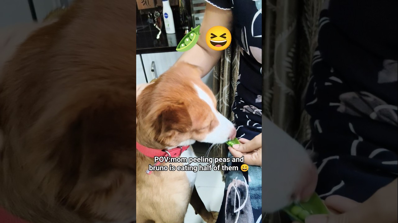 reason why half the peas are missing 🐶😆 