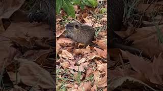 Coypu Cleaning Itself Italian Nutria