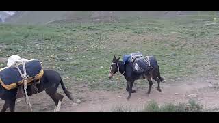 Aconcagua NP, Ar Mulis🐴 coming back from Expedition💨 2. Dez'23