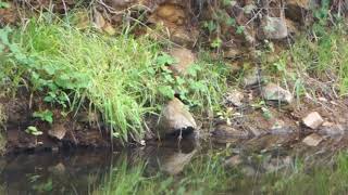 Guide River Reflections, Ridgley - Tasmania, Australia