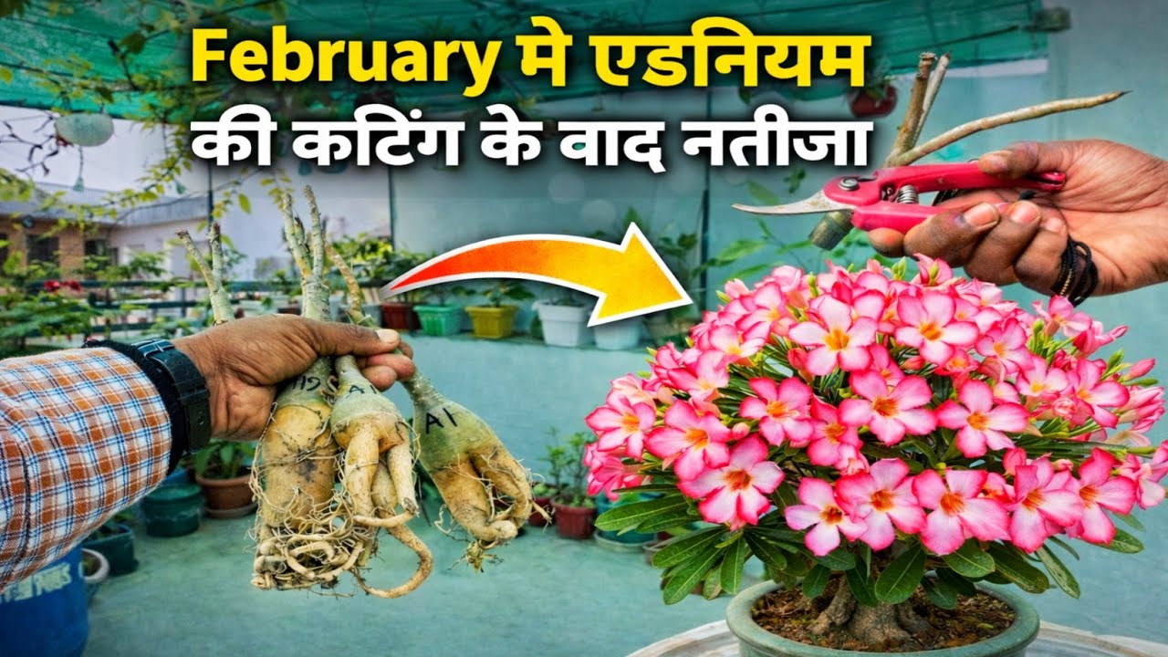 एडिनियम की कटिंग का सही नतीजा सामने आया | Adenium Cutting Month | Adenium | Dessert Rose | Plants | 