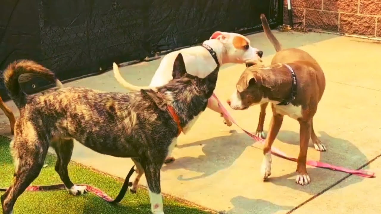 our friends farm house animals puppy enjoy your weekend is happening mood paly 😔❤️