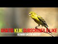 Kenari Gacor Ngotot Cocok Untuk Masteran Murai Batu Kacer Cucak Ijo Dll Mp3 - Mp4 Download