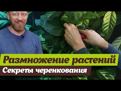 Видео: Уход за растениями клейеры - Советы по выращиванию кустов клейеры