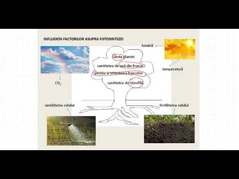 Video: Câte tipuri de plante ETP există?