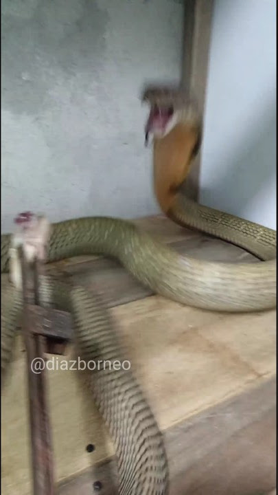 KING COBRA ATTACK , KING COBRA BITE #shorts #kingcobra #kingcobragaraga #kingcobrabite