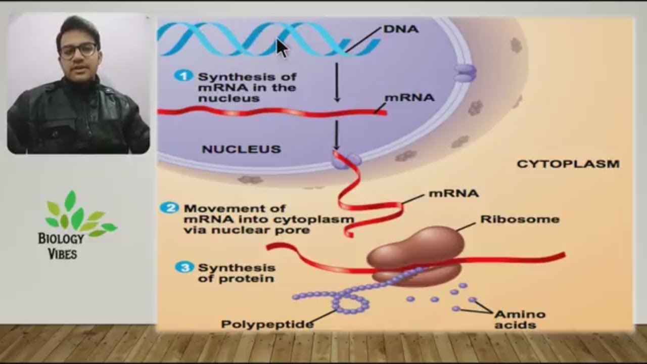 Central Dogma of Molecular Biology || Genetic Code || English || NCERT || Biology