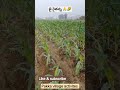 #farmer🙏🙏🌽💯 #agriculture #telanganafarming #organicfarming #villagelife #Jay Jawan Jay Kisan #nature