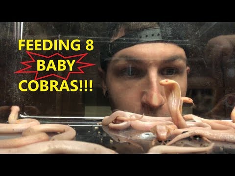 Thumbnail for FEEDING 8 BABY COBRAS!!!!