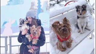 Встреча с щенком Шелти♥️ Встреча с щенком Шелти♥️