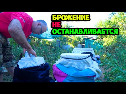 08/28/2025 The grape harvest is 90% complete || Fermentation of the must does not stop
