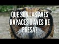 Que son las aves rapaces?