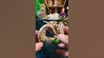 Removing snake’s stuck shed! #molinarosnakelab #stuckshed #diy #snakecare #ballpythoncare #python