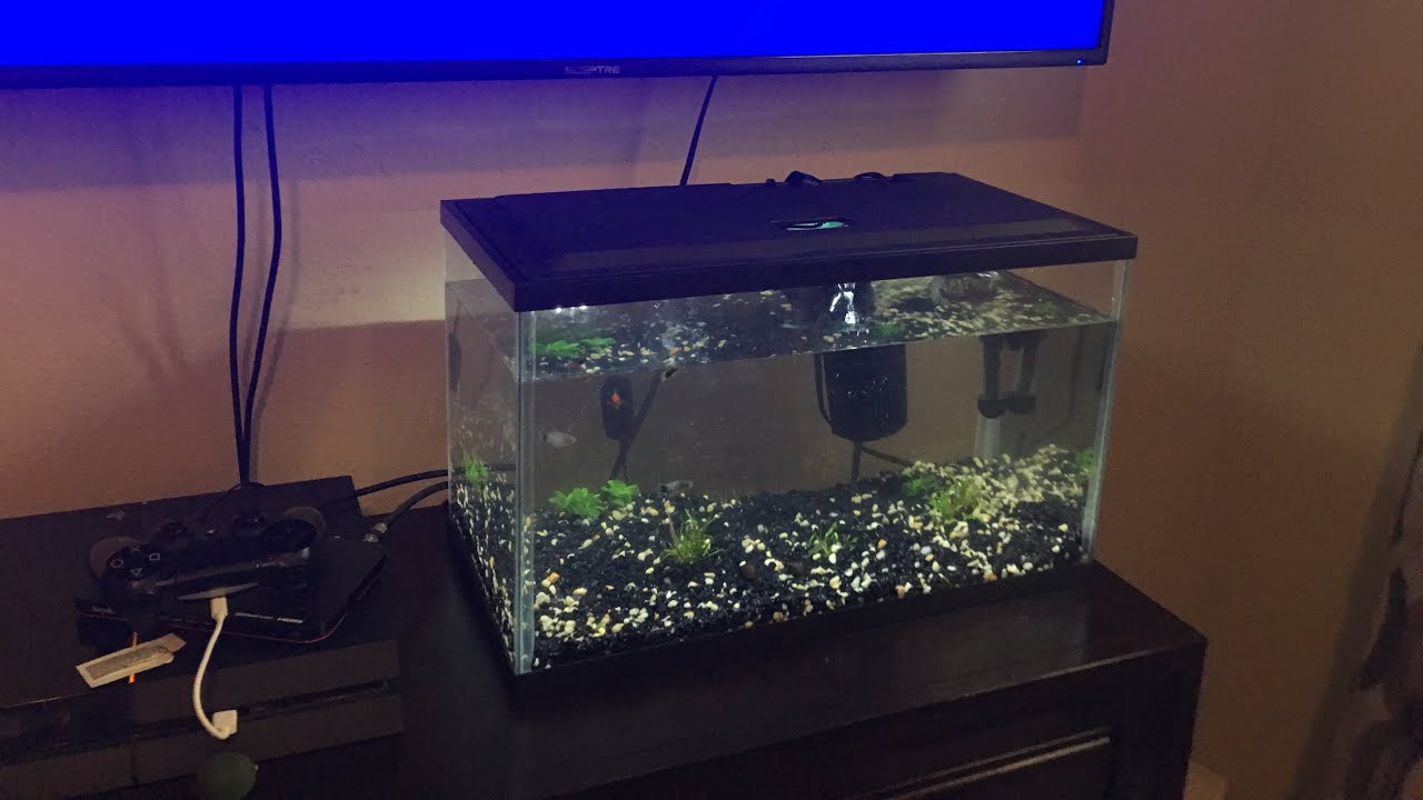 camera iphone 8 plus apk 10 gallon aquascape (new local pet shop tour)