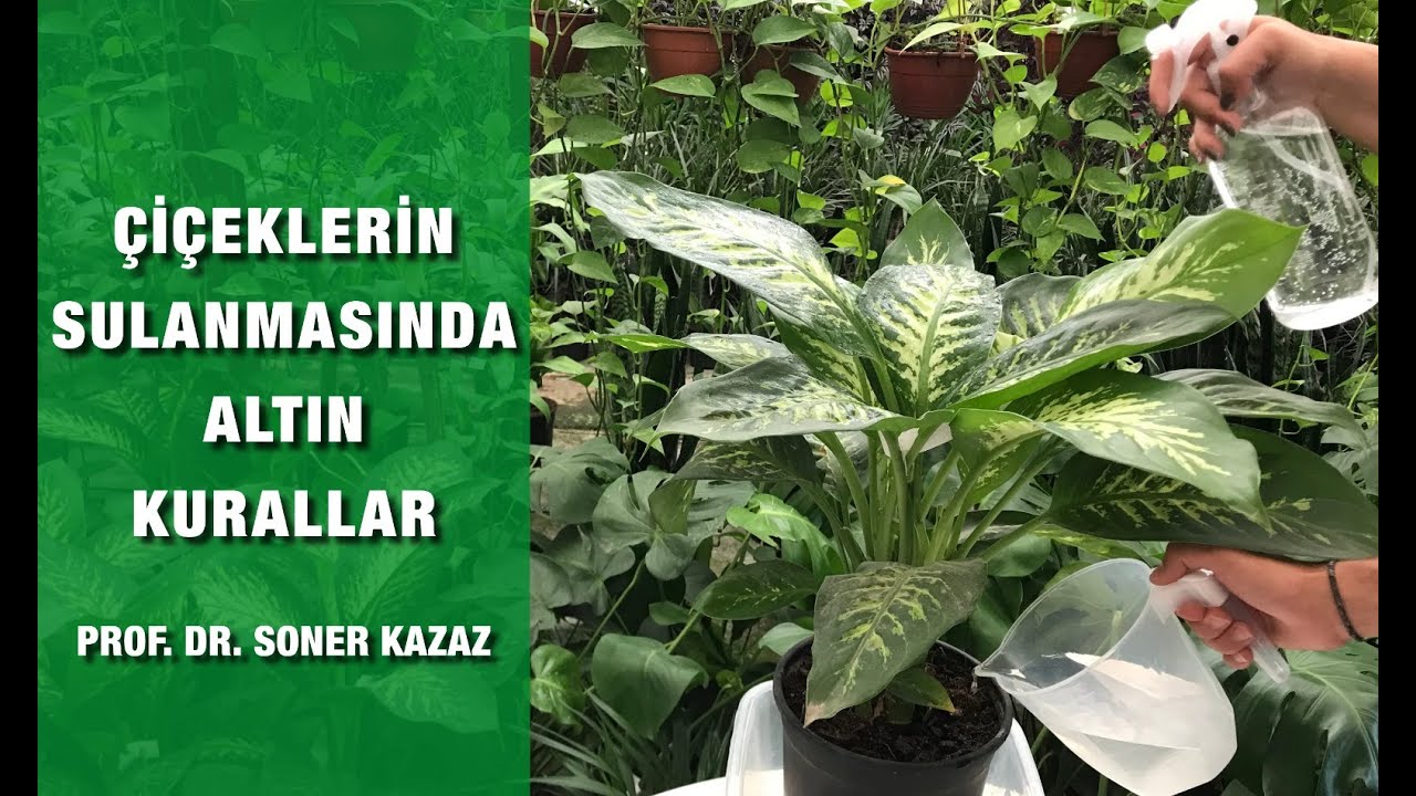Çiçekler Nasıl Sulanır, Sulama Zamanı İçin İpuçları, Sulamada Yapılan Hatalar, Watering of Plants