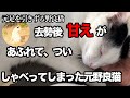 元足を引きずる野良猫＃12　去勢後甘えがあふれて、つい、しゃべってしまった元野良猫