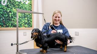 Inside the Salon Meet Brandy Petco Grooming Team