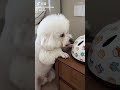Look Funny Reels Funny Xyzbca Shortvideo Shortsfeed Shortsviral Shorts Nails Trending 