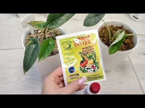 Комнатные растения и распаковки.