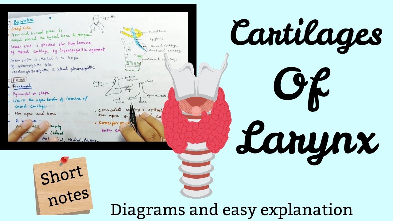 Cartilages Of Larynx | Paired and unpaired Cartilages | Short Easy Explanation with Diagrams Anatomy