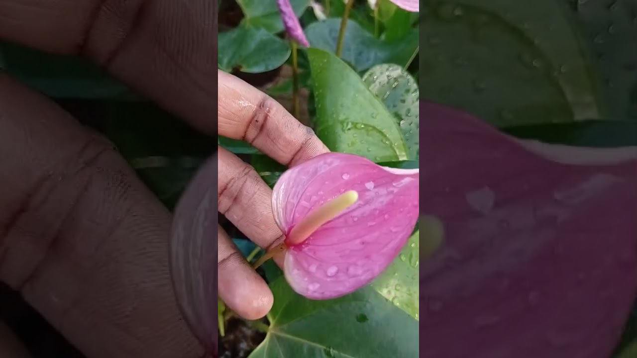 මල් පිරුණු මව් ශාක හොයන අයට.. පැකේජ් අංක 657 අමතන්න 076 4051703 