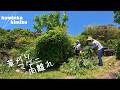 【古民家に住もう#331】ＧＷは雑草と畑に追われしまなみ海道で力尽きる