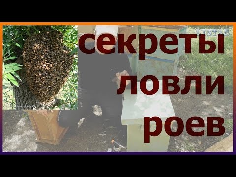 СЕКРЕТЫ ловли бродячих роев! Все мои ловушки. Как сделать ловушку для пчел