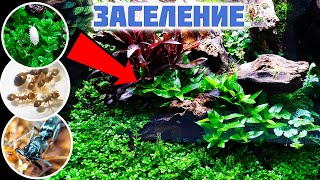 видео: Заселяем природный формикарий ● Мокричный десант картинка: Заселяем природный формикарий ● Мокричный десант
